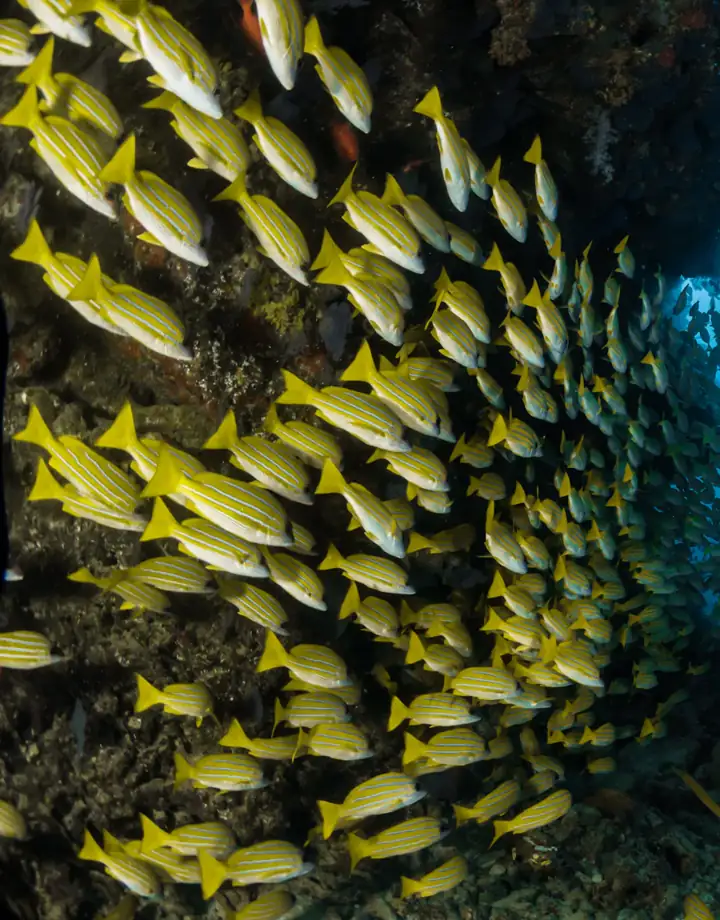 Mergulhador entre cardume de peixes amarelos